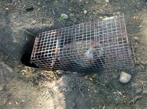 Woodchuck Prevention Humane Wildlife Removal