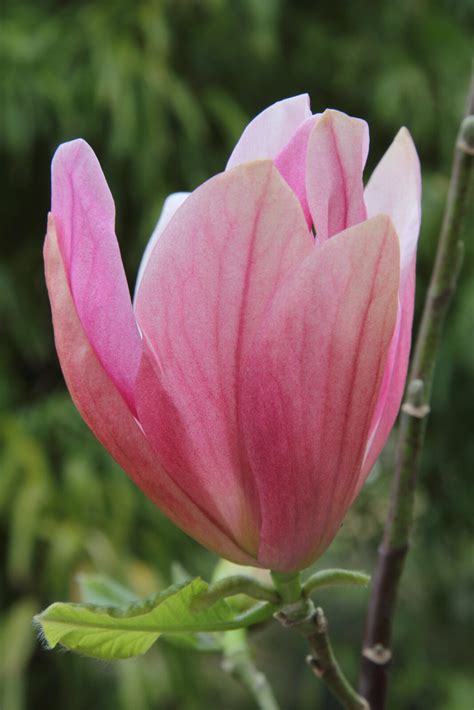 Magnolia Yuchelia Pan Global Plants