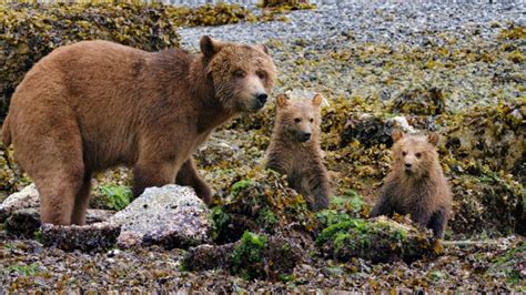 Bears Blu Ray Disneynature