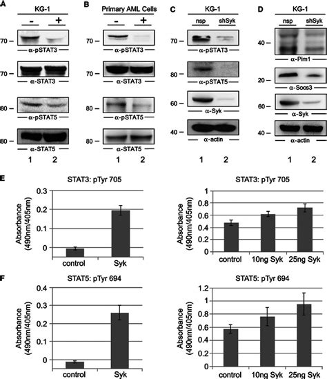 Functional Characterization Of The Syk Stat Interplay A Immunoblot