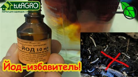 НЕСКОЛЬКО КАПЕЛЬ ЙОДА ИЗБАВЯТ ОТ ОПАСНЫХ ВРЕДИТЕЛЕЙ и БОЛЕЗНЕЙ. Йод для ...