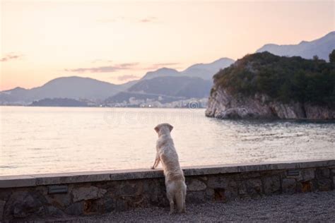 Perro Al Atardecer En El Mar Recuperador De Oro En La Naturaleza