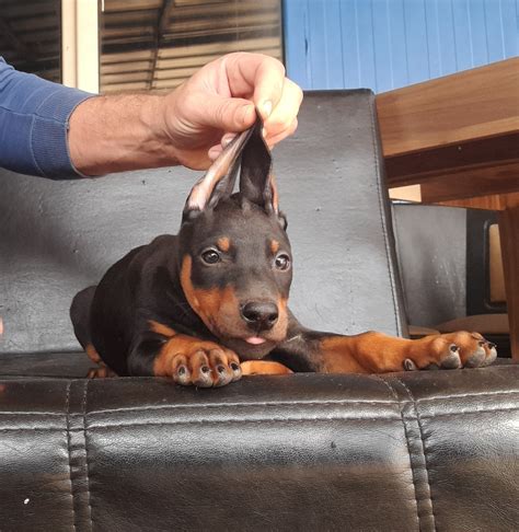 Safkan Doberman Yavrusu