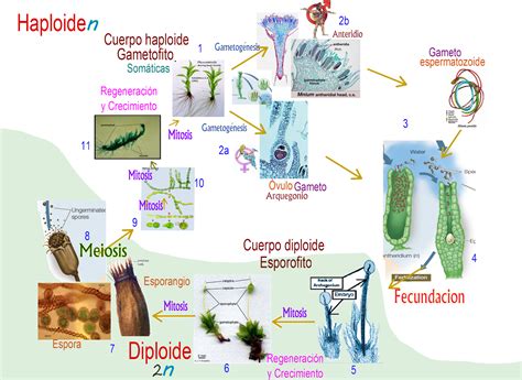 Ciencias De Joseleg Ciclo De Vida De Los Musgos