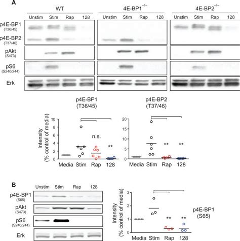 The Phosphorylation Of 4e Bp2 At Thr 3746 Is Rapamycin Sensitive Download Scientific Diagram