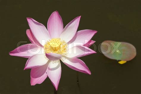 Lotus Flowers Of Bali Indonesia Stock Image Colourbox