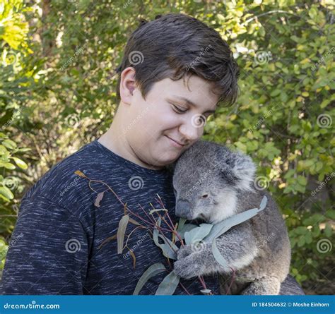 A Boy Cuddling a Koala Pup stock photo. Image of furry - 184504632