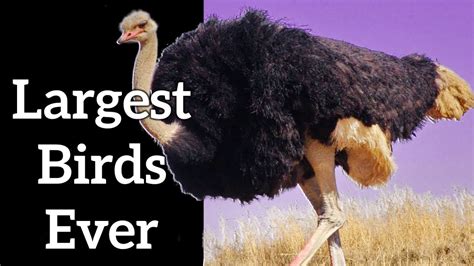 Largest Birds In The World The Biggest And Heaviest Birds Ever Youtube