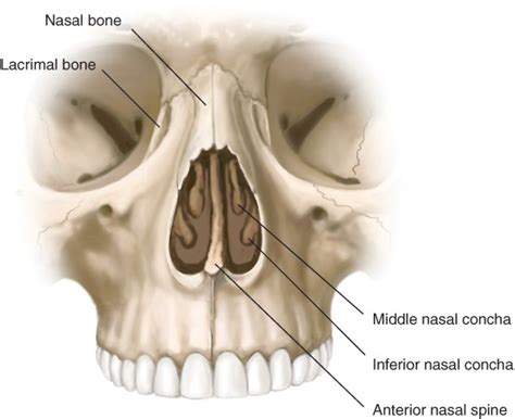 Lateral Nasal Bone Anatomy