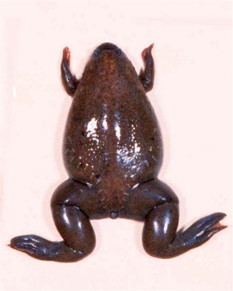 Western Clawed Frog Xenopus Tropicalis Tropical Fish Keeping