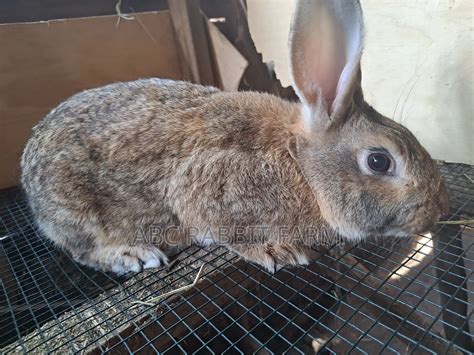 Rabbit Pure Breed Rabbit Exotic Rabbits Giant Rabbits In Central