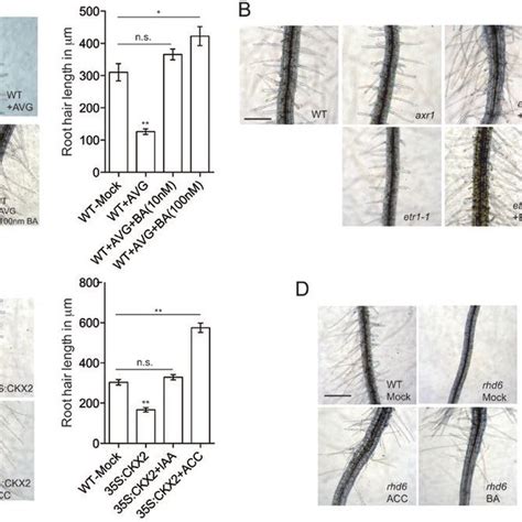 Auxin Ethylene And Cytokinin Promote Root Hair Elongation By Inducing