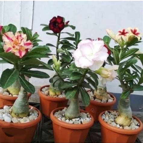 Jual Tanaman Hias Bahan Bonsai Adenium Kamboja Jepang Shopee Indonesia