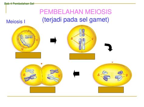 Detail Gambar Pembelahan Sel Meiosis Koleksi Nomer