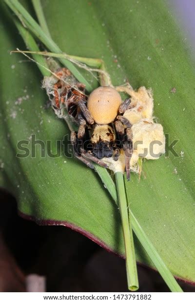 Velvet Spider Stegodyphus Tibialis Female Eresidae Stock Photo