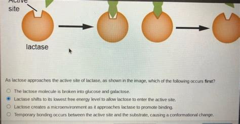 Solved Lactase Is An Enzyme In The Small Intestine That Chegg