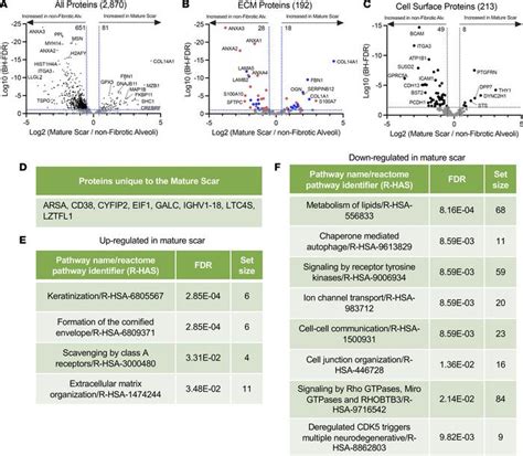 Jci Insight The Uipipf Fibroblastic Focus Is A Collagen Biosynthesis