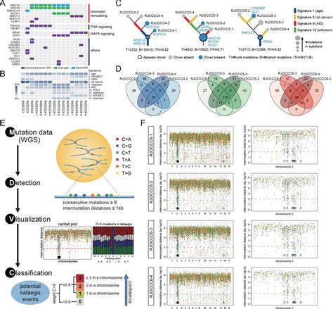 Multiregion Whole Genome Sequencing Depicts Intratumour Heterogeneity