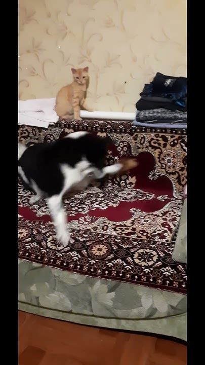 Дика собака #кіт #cat #сміхдосліз - YouTube