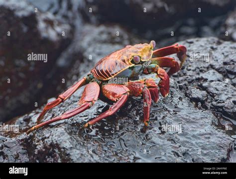 Cangrejos De Pata Ligera Fotos E Imágenes De Stock Alamy