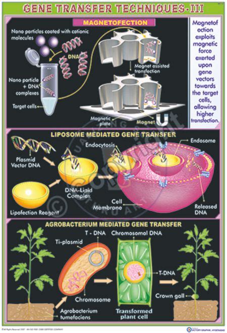 Victory Graphik | BT-12 Gene Transfer Techniques