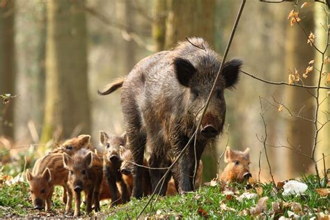 Emergenza Cinghiale In Campania Approvato Piano Di Controllo