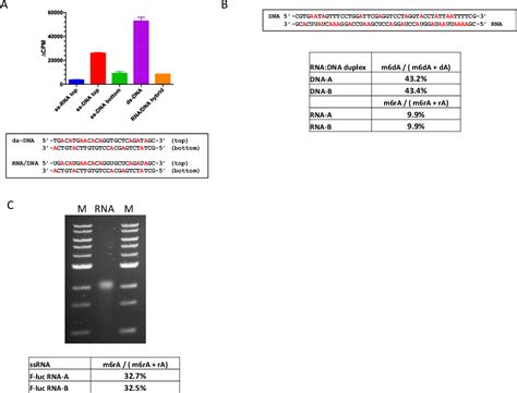 Figure From The Non Specific Adenine Dna Methyltransferase M Ecogii