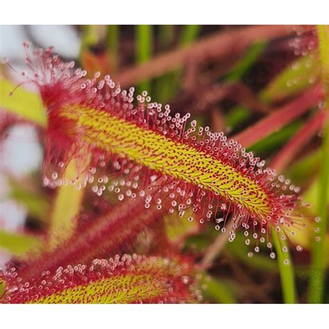 Drosera Capensis Rubra