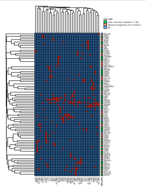 Figure 3 From Mutational Analysis Of Ribosomal Proteins In A Cohort Of