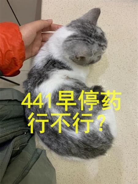 猫传腹症状消失了，441早停药行不行？ 知乎