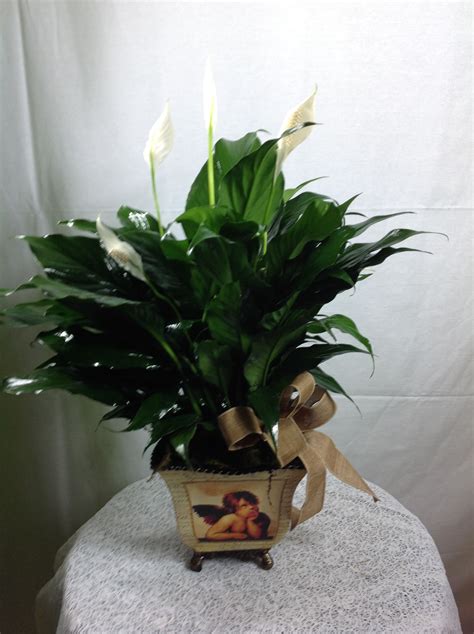 Angel Peace Lily Plant In Etowah Nc Etowah Florist