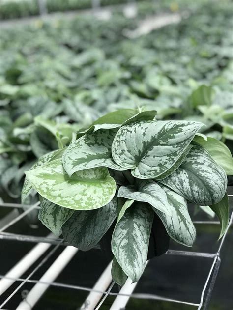 Silver Satin Scindapsus Pothos Mercer Botanicals