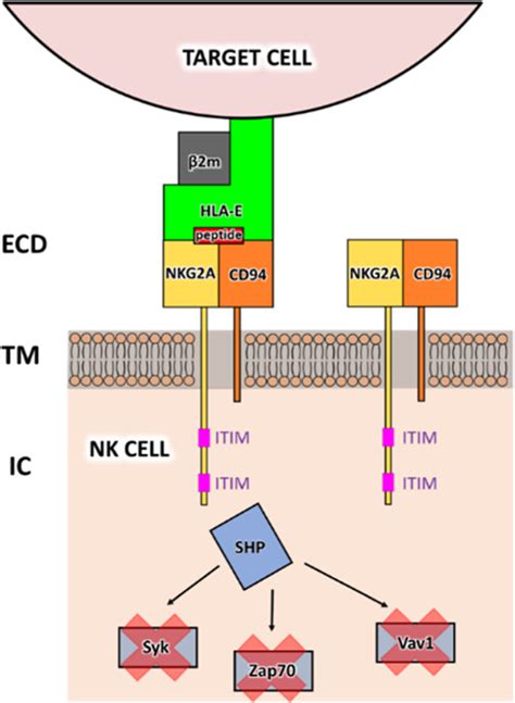 All Atom Simulations Reveal The Intricacies Of Signal Transduction Upon Binding Of The Hla E