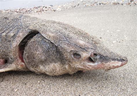 Nature On The Edge Of New York City Shortnose Sturgeon Found Dead In