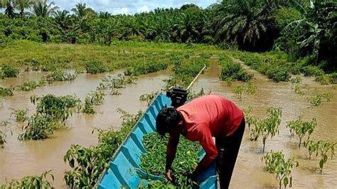 Ratusan Hektar Lahan Pertanian Di Paser Terdampak Banjir Petani Merugi