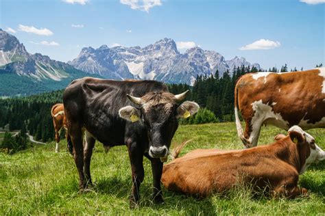 Sextner Almwanderung Zur Nemesalm Mit Mega Dolomiten Panorama