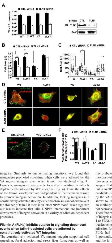 Talin 1 Is Required Downstream Of Integrin Activation For Outside In