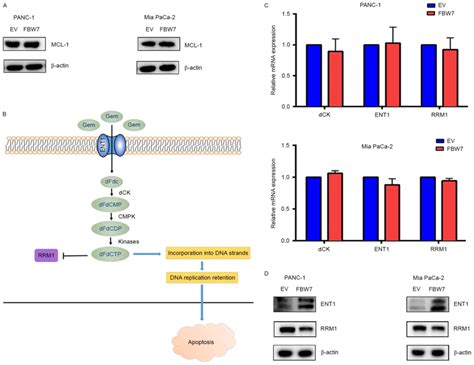 Fbw Increases The Chemosensitivity Of Pancreatic Cancer Cells To