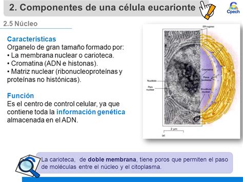 Características y funciones de la membrana nuclear