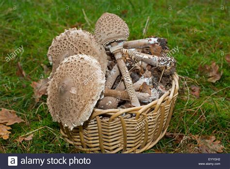 Parasol Parasol Mushroom Macrolepiota Procera Lepiotia Procera