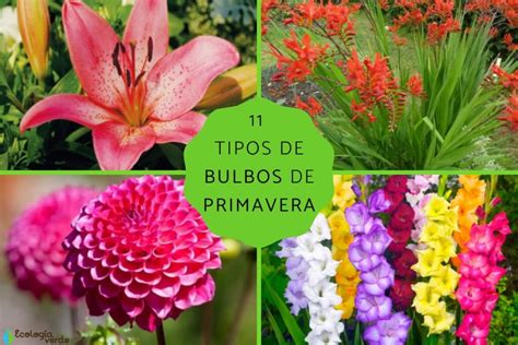 ¿qué Plantas Se Reproducen Por Bulbo Descubre Las 5 Plantas Que Se Reproducen Por Bulbo Guía