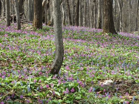 北海道花紀行2024：その02ー1「男山自然公園（旭川市）のカタクリ」 アイヌモシリの春夏秋冬 ～beautiful Seasons Of