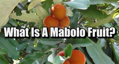 What Is Mabolo Fruit? The Mabolo Fruit Of The Philippines