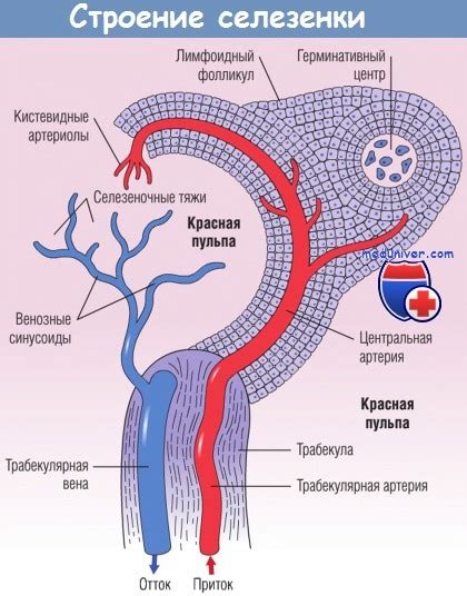 Строение и физиология селезенки
