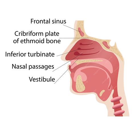 Premium Vector | Longitudinal section of the diagram of the anatomy of the human nose