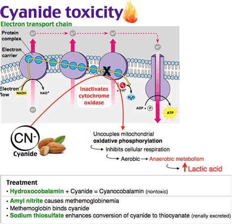 Hydroxocobalamin cyanide mechanism - erceo