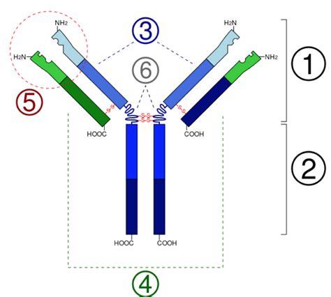 Antibody Structure Diagram | Quizlet