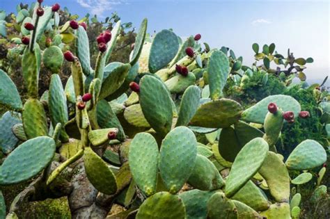 Celebrando el Día de las Cactáceas Tesoros Naturales de México