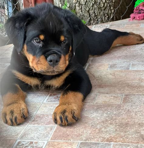 Adopt Rottweiler Puppies Rottweiler For Adoption Near Me