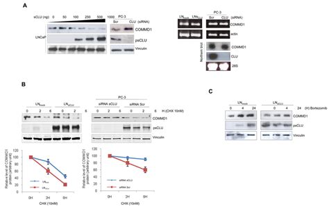 SCLU Induces Ubiquitination And Proteasome Dependent Degradation Of